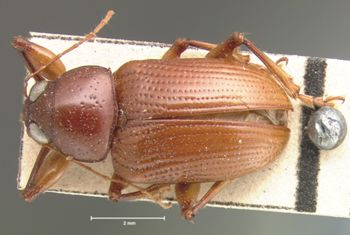 Media type: image; Entomology 9811   Aspect: habitus dorsal view